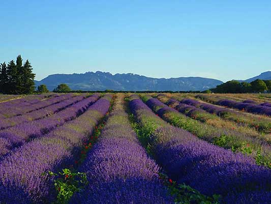 Provence